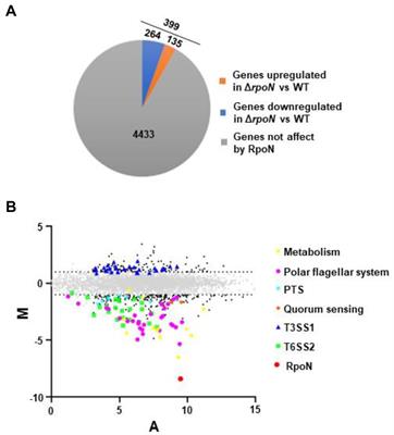 Characterization of the RpoN regulon reveals the regulation of motility, T6SS2 and metabolism in Vibrio parahaemolyticus